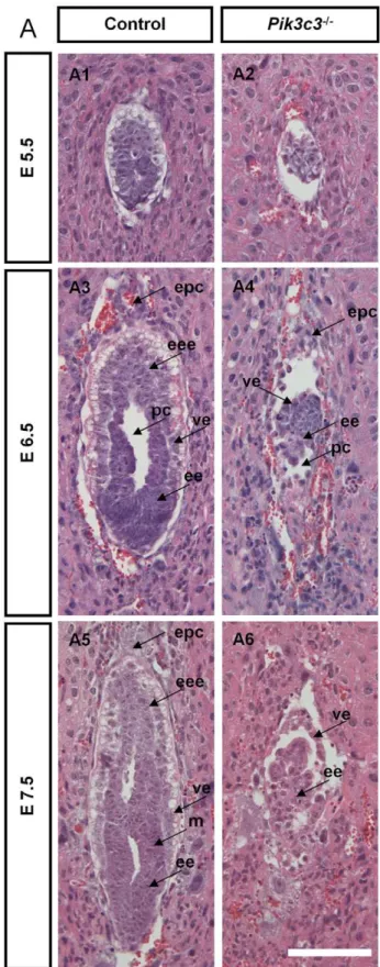 Figure 2. Histological analysis of Pik3c3 mutant embryos.
