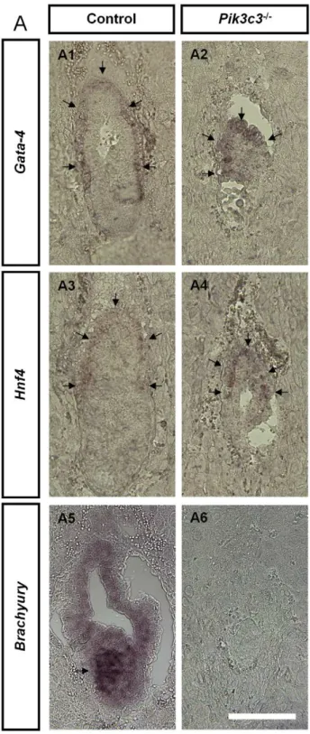 Figure 3. Pik3c3 mutant embryos lack mesoderm. A. Represen- Represen-tative images of in situ hybridization of Gata4, Hnf1 and Brachyury in control and Pik3c3 mutant embryo sections at E6.5
