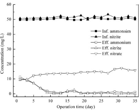 Figure 1 Nitrogen removal performance of control reactor feeding with synthetic wastewater.