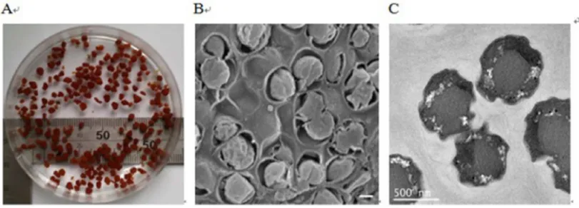 Figure 2 Images of anammox bacteria. (A) Image showing the reddish anammox granules in a beaker