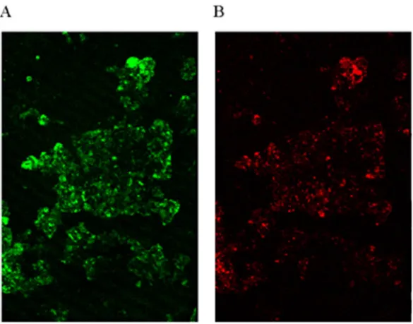 Figure 3 FISH image. Identification of microorganisms by hybridizing with different fluorescent-labeled probes