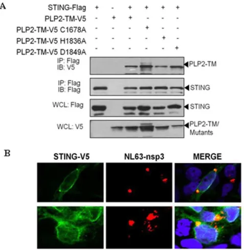 Figure 1. Expression of coronavirus PLPs blocks STING-mediated activation of the interferon stimulated response element (ISRE).