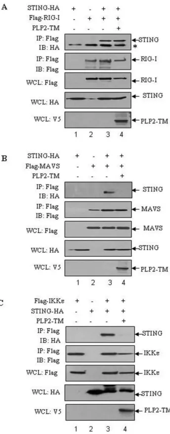 Figure 4. NL63 PLP2-TM disrupts signaling complex formation.