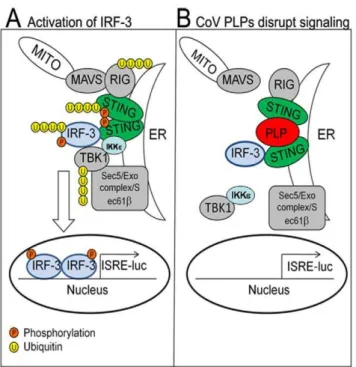 Figure 6. Model depicting the mechanisms used by CoV PLPs to block STING from signaling the activation of the IFN-b induction pathway