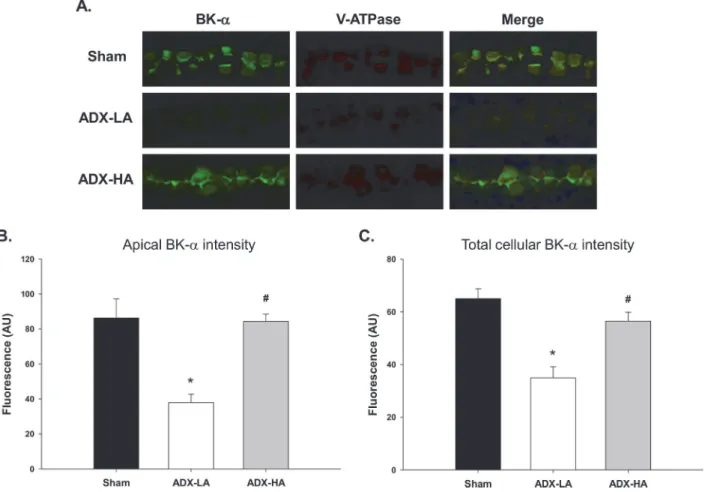 Figure 3. The effect of aldo on BK-α expression in the distal nephron of LNaHK mice. Representative images (A) and bar plots summarizing intensity of fluorescent immunohistochemical staining of apical (B) and total (C) BK-α in cortical kidney sections of s