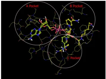Figure 7. A B, and C pockets of the MD averaged structure of Sir2Tm complex with NAM (Sir2Tm:Ac-p53:NAD + :NAM)