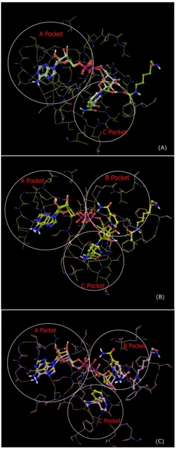 Fig. 10 depicts acetylated peptide binding occurring prior to NAD + binding in an ordered bireactants model