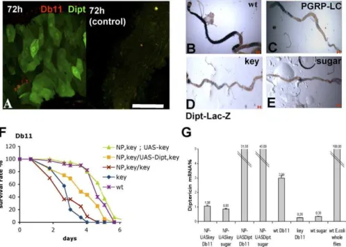 Figure 6. The imd-Dependent Immune Response in the Midgut Mediates Host Defense against S