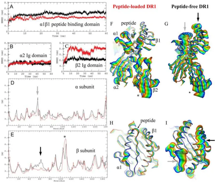 Figure 1. Molecular dynamics simulation of peptide-bound and peptide-free DR1. A, (A–C) RMS deviation over time for the peptide- peptide-loaded (red) and peptide-free (black) simulations, for the a1b1 peptide-binding domain (A), the Ig-like a2 domain (B), 