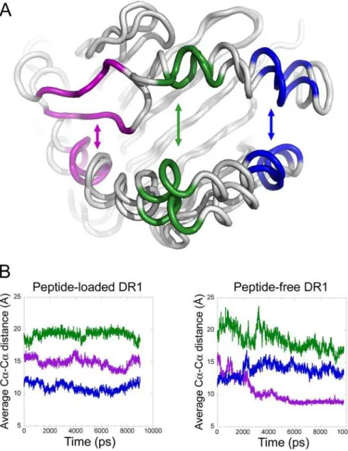 Figure 2. Motion of a50-59 into the peptide binding site during molecular dynamics in the absence of peptide