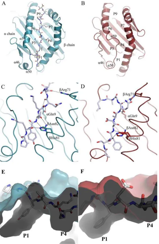 Figure 3. Comparison of models for peptide-loaded and peptide-free DR1. A, Ribbon diagram of DR1 (blue) bound to the HA-peptide