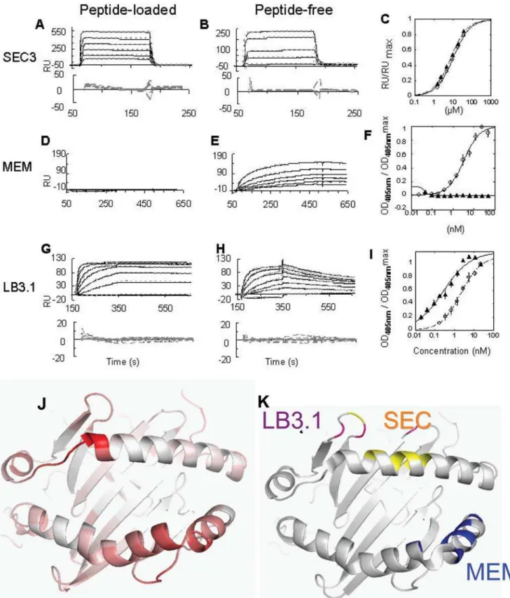 Figure 4. Binding of peptide-loaded and peptide-free DR1 to conformationally sensitive probes