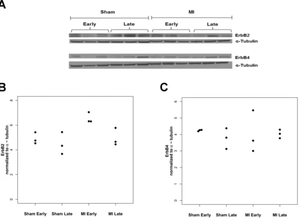 Figure 5. ErbB receptor protein expression in myocardium early and late after MI. A) Representative Western blot for ErbB2 and ErbB4 in early post-MI (5 weeks) vs late post-MI (12 weeks)