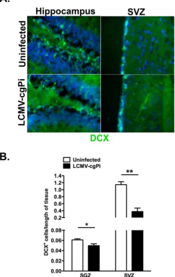 Figure 2. Numbers of neuroblasts are decreased in LCMV-cgPi mice. In age-matched 6-week old mice, (A) representative IHC images show a comparison of neuroblast numbers between uninfected mice and LCMV-cgPi mice