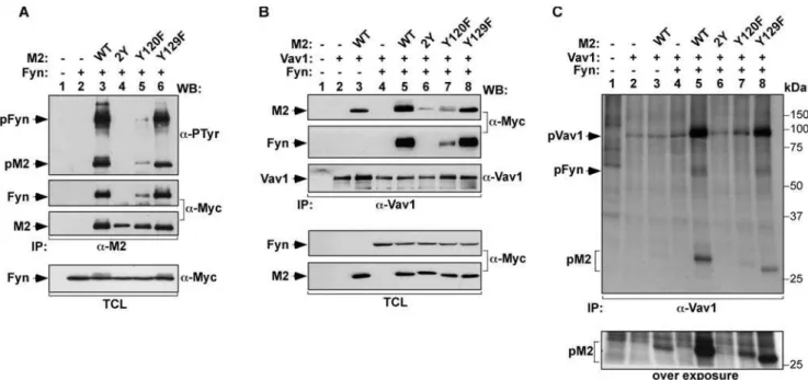 Figure 1. Y 120 is the predominant tyrosine required for the formation of the M2/Vav1/Fyn complex and for M2-dependent phosphorylation of Vav1