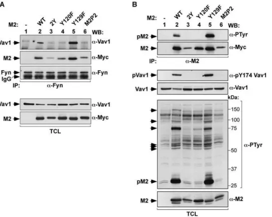 Figure 2. Role of the phosphotyrosine M2 motif in B-lymphocytes. (A) TCLs from A20 cells expressing the indicated proteins were incubated with anti-Fyn antibodies and subjected to western blot analysis using the indicated antibodies