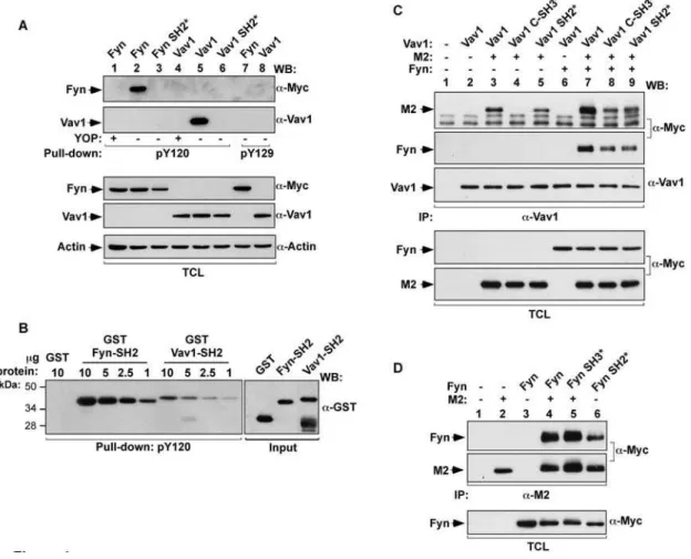 Figure 4. Phosphorylated M2 binds directly to SH2 domains of Fyn and Vav1. (A) COS1 cells were transiently transfected with plasmids encoding the indicated proteins (top)