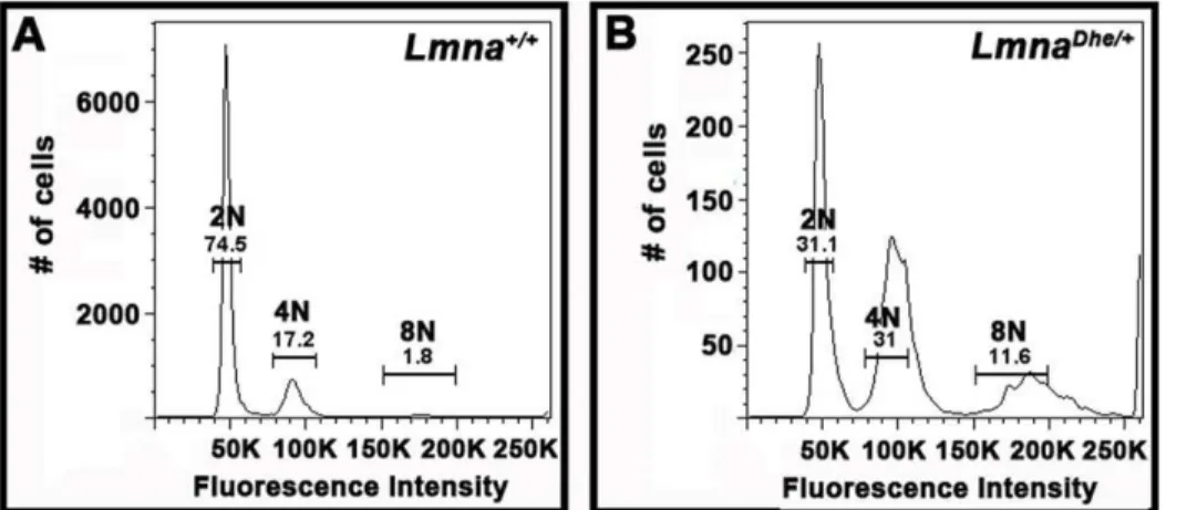 Figure 5. Lmna Dhe/+ fibroblasts have increased DNA content subsequent to pervasive aneuploidy