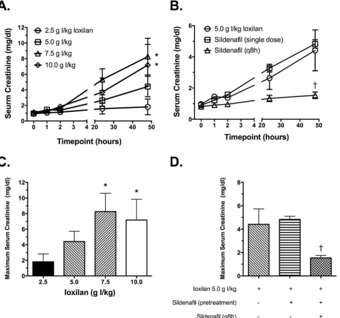 Figure 2. The effects of sildenafil citrate on CM-induced renal dysfunction. Serum samples were prepared from whole blood collected at various time points