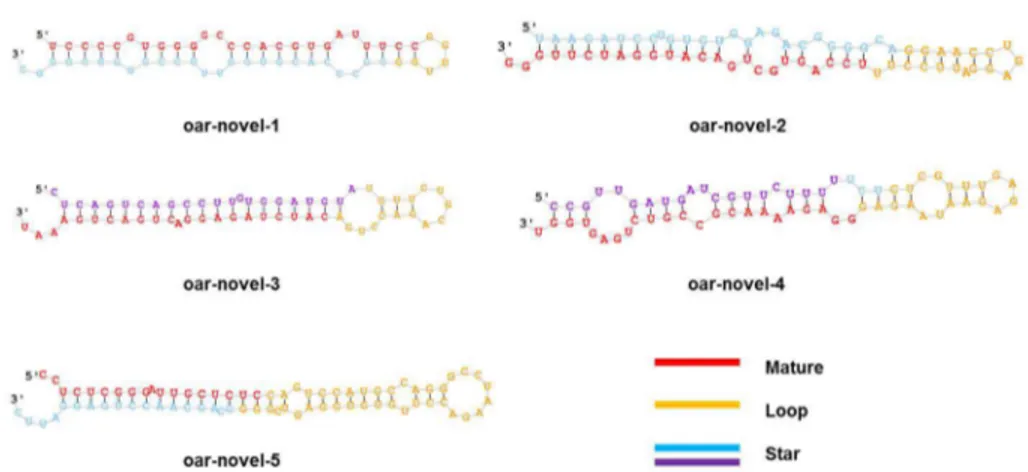 Figure 5.  Validation of sequencing data by QPCR.  The blue lines indicate the expression patterns of miRNAs in the sequencing data, and the red lines indicate the QPCR results.