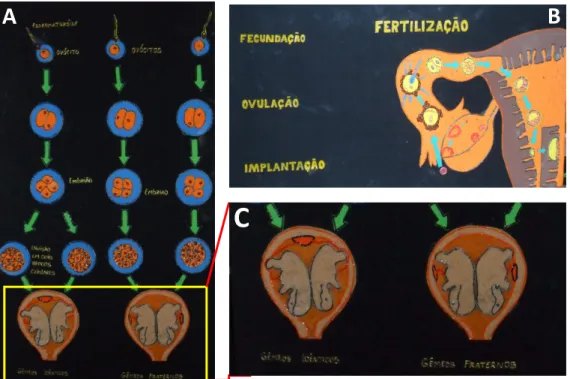 Figura 1. A) Maquete ilustrando a formação de gêmeos univitelinos e bivitelinos, B) Maquete  expondo conceitos: fetilização, fecundação, ovulação e implantação, C) Ampliação para indicar a  diferença na formação dos gêmeos