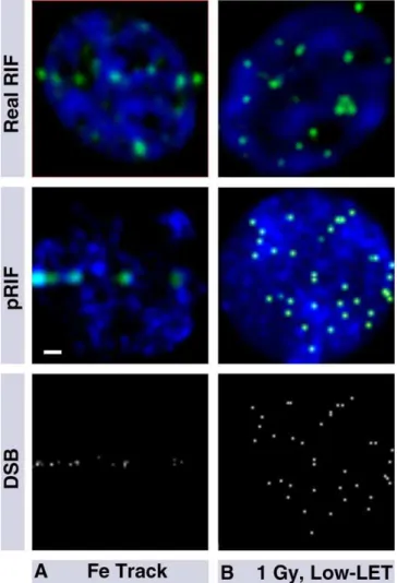 Figure 1. Comparison between Simulated and Experimental Images for Different Types of Radiation