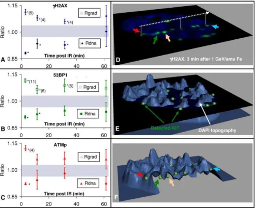 Figure 7. Rdna and Rgrad Computation Confirm Rapid Relocation to Dim–Bright Nuclear Interfaces with a Lower Proportion of Foci in the High DNA Density Regions after Exposure to 1 Gy of 1 GeV/amu Fe