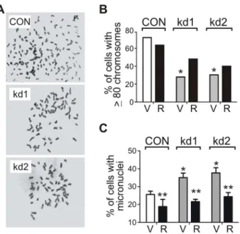 Figure S1 Quantitative RT-PCR validation of endogenous mouse RABL6A silencing in p53-/- MEFs expressing kd1 and kd2 shRNAs versus scrambled shRNA control (CON)