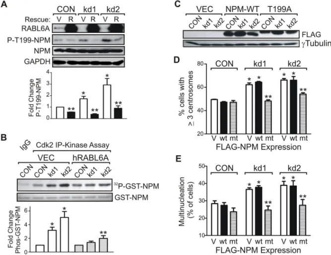 Figure 6. RABL6A loss leads to centrosome amplification and multinucleation via upregulation of NPM-T199 phosphorylation