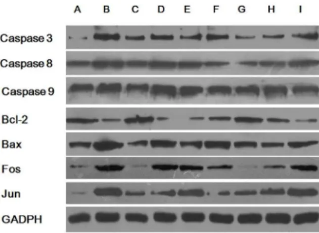 Figure 4. Expression of apoptosis-related proteins. (A) NC, (B) shRNA+5 mM lysine (GA1 model cells), (C) NC+5 mM lysine, (D)  LV-shRNA, (E) GA1 model cells +10 mM leucine, (F) GA1 model cells + 0.45 g/L tyrosine, (G) GA1 model cells+2 mM arginine, (H) GA1 