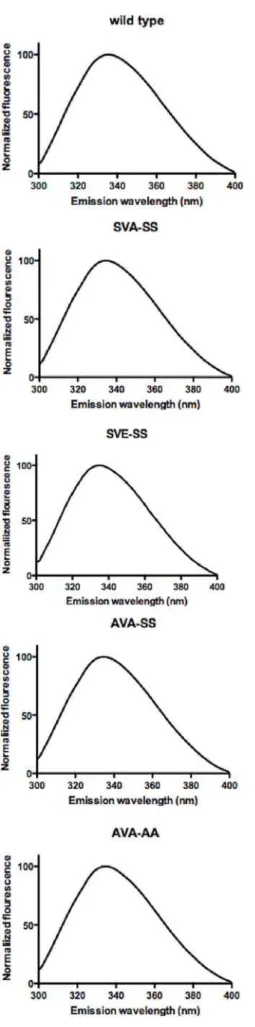 Figure 3. Phosphorylation status of HSL purified from Sf9 cells.