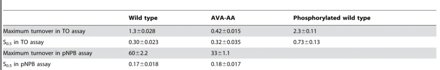 Figure 6. PKA phosphorylation of HSL variants. Purified HSL variants were dephosphorylated for 1 h with calf intestinal phosphatase and then rephosphorylated by PKA in the presence of 32 P-labeled ATP.