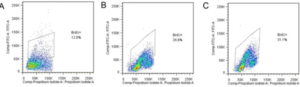 Figure 2. Alterations in villus height and crypt depth in mice after KGF treatment. * P ,0.05 vs