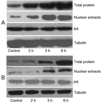 Figure 6. KGF administration resulted in an increased IRF-1 and IRF-2 expression of the nuclear extracts and total proteins in vitro