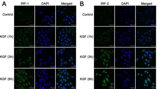 Figure 8. Alterations in IRF-1 and IRF-2 expression in small intestine of KGF treated mice by immunohistochemistry