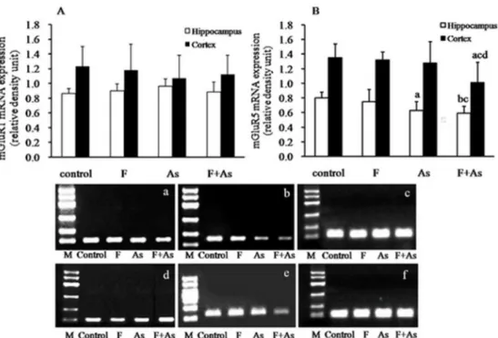 Figure 5. mGluR5 protein expression in the hippocampus and cortex in rats. The bars indicate the mean 6 SD (n = 8)