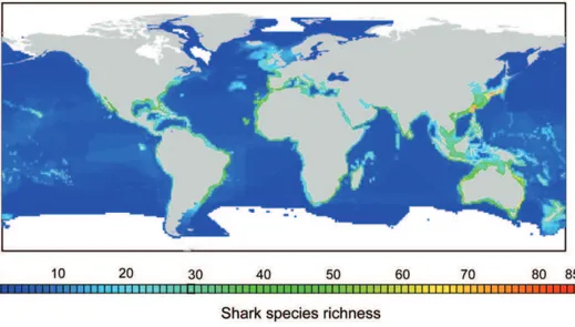 Figure 1. Global pattern of total shark species richness. The map indicates the number of shark species present in each cell of 1 u longitude by 1u latitude