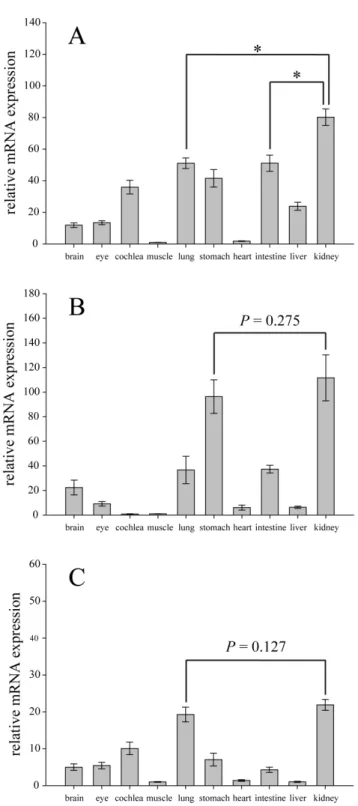 Figure S1 Myosin VI protein structure showing the differences of Myo6 isoforms from brain and kidney