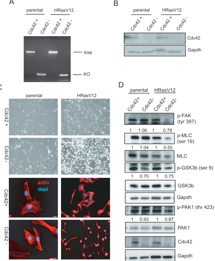 Figure 2. Cdc42 deletion in HRasV12 transformed cells results in dramatic morphological changes and deregulation of Cdc42 effector pathways