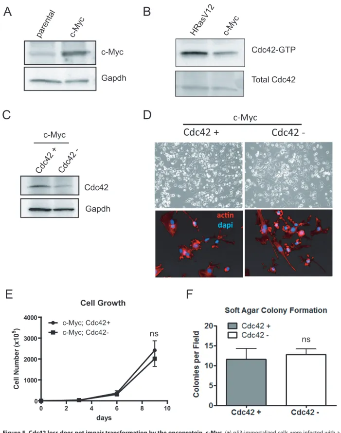 Figure 5. Cdc42 loss does not impair transformation by the oncoprotein, c-Myc. (a) p53-immortalized cells were infected with a retrovirus expressing the oncoprotein, c-Myc