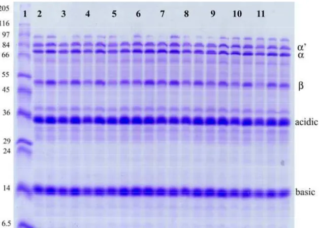 Fig 1 SDS-PAGE gel of the total proteins from soybean genotypes  