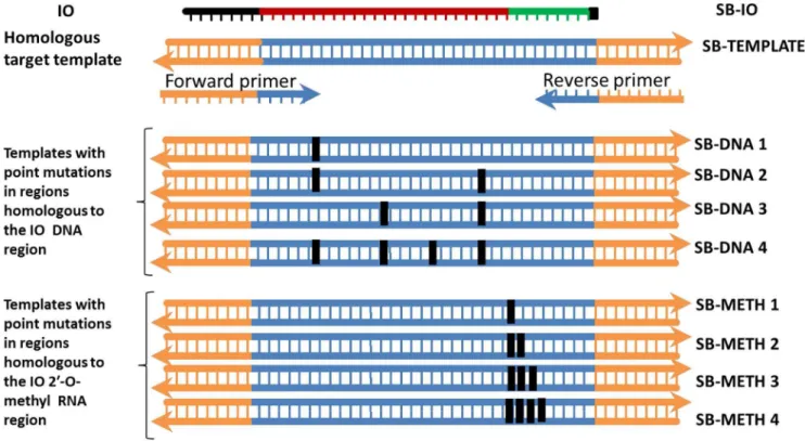 Figure 4. Configuration of templates used for evaluating the sensitivity of SIBA for point mutation(s)