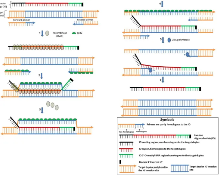 Figure 1. Mechanistic description of the SIBA reaction. All single-stranded elements are coated with gp32, except for the 2 9 -O-methyl RNA nucleotides.