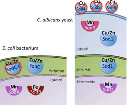 Fig 1. The family of SOD enzymes in microbial pathogens. In a gram-negative bacteria such as E