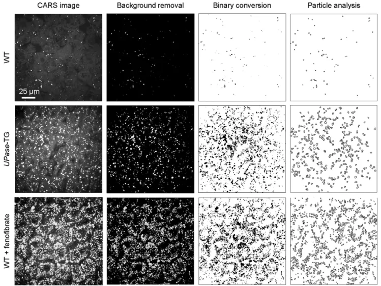 Figure 4. Liver lipid droplet number and size of mice groups. Liver lipid droplet number (A) and size (area) (B) as a function of mice groups determined with ImageJ-assisted analysis