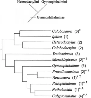 Figure 6 - Cladogram of genera in Gymnophthalminae lizards (based on Rodrigues 1995, Benozzati and Rodrigues 2003) with the number of species in brackets