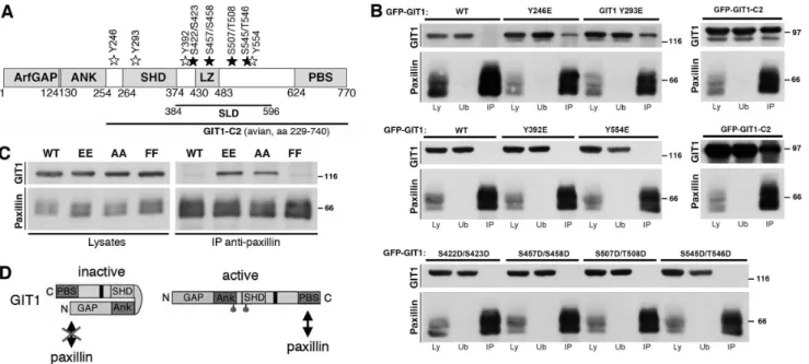 Figure 1. Mutations Y246E and Y293E of GIT1 enhance binding to paxillin. (A) Schematic representation of human GIT1 (NP 001078923.1).