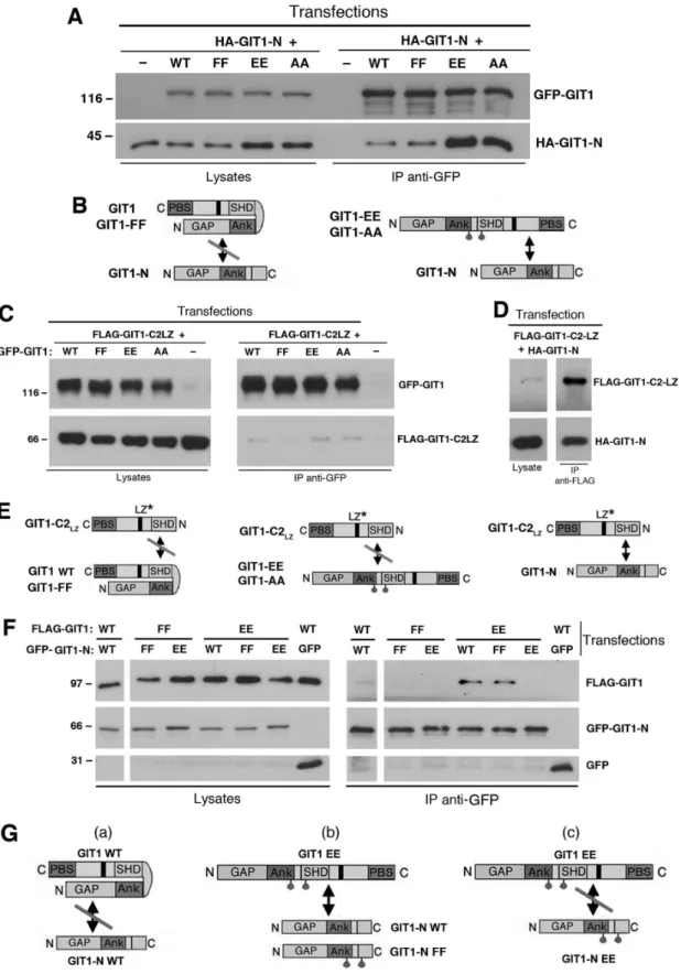 Figure 4. Tyrosines 246 and 293 are required to hold GIT1 in a closed conformation. (A,C,D,F) COS7 cells were cotransfected with the indicated constructs, lysed, and immunoprecipitated with anti-GFP (A,C,F) or anti-FLAG antibodies (D)