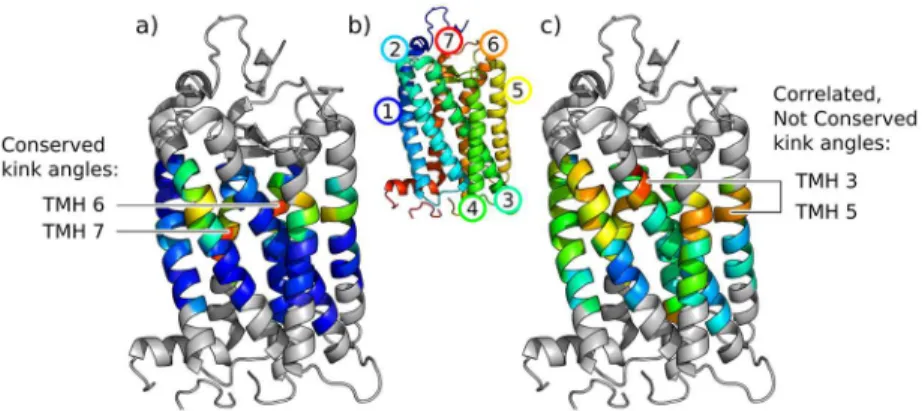 Fig 6 shows the average size of angles measured at each site and their conservation across the family, presented on a structure of rhodopsin.