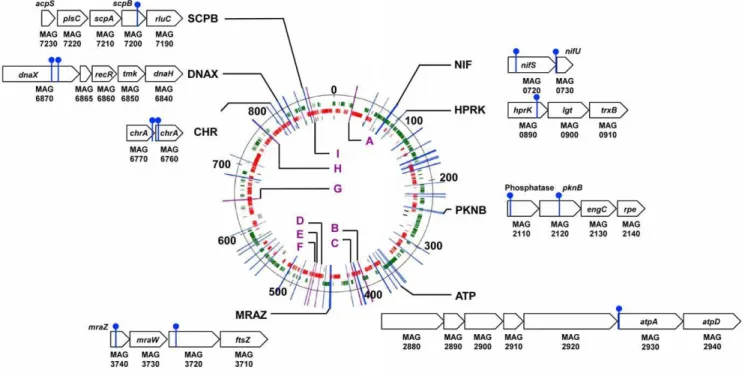 Figure 3. Genomic loci carrying transposon insertions in M. agalactiae mutants displaying reduced growth capacities in cell culture.